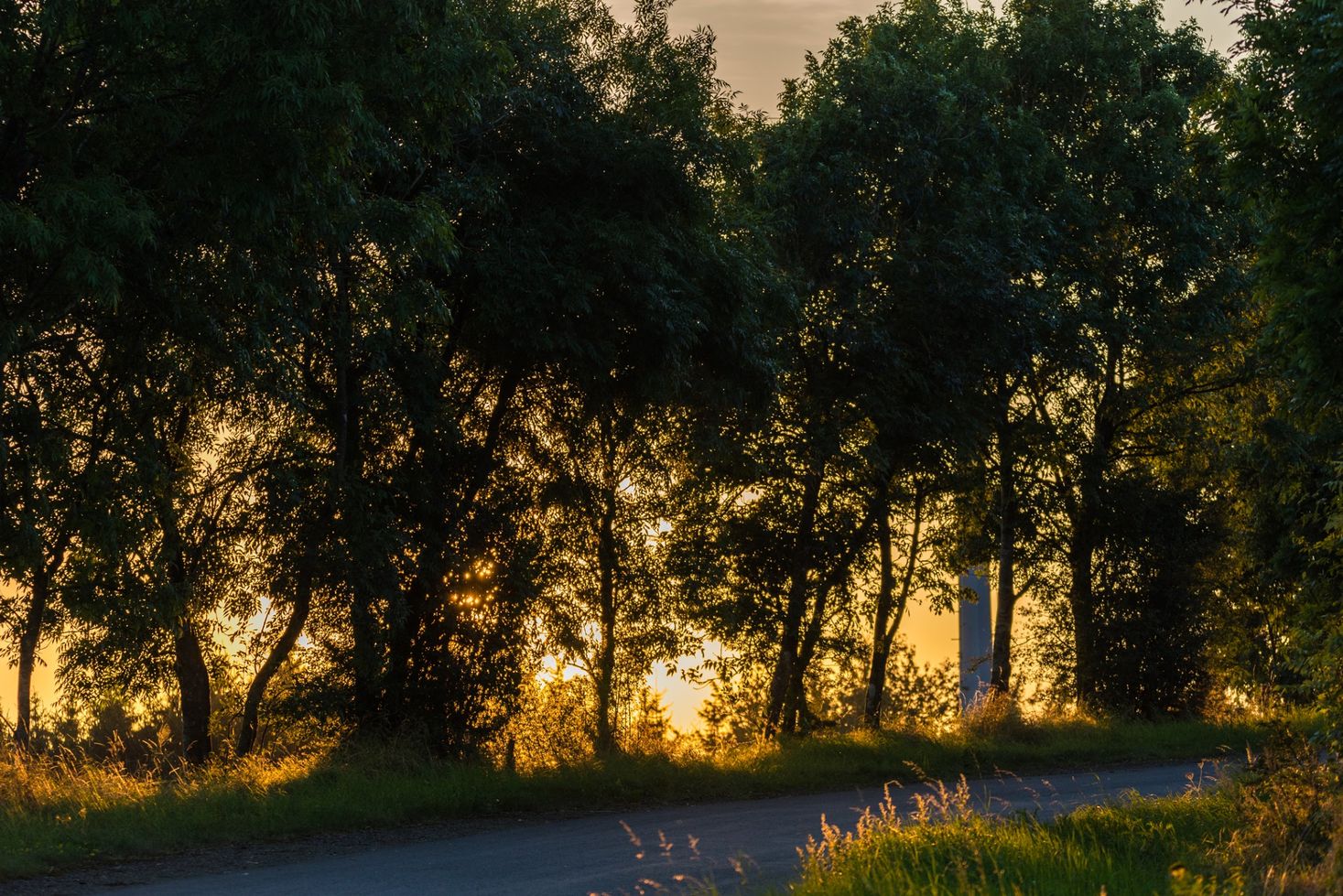 Een wandelpad door het bos bij zonsondergang.